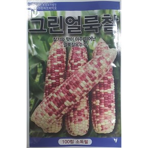 그린얼룩찰옥수수 씨앗/찰기와 맛이 아주 뛰어난 얼룩찰옥수수//가람종묘사