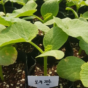 [모종모종]보우짱 모종2주 (2주1셋트입니다)(미니 단호박)희귀모종 판매합니다.(상품 소진시 종료합니다.)미니텃밭 최고의작물 미니단호박(보우짱), 1개