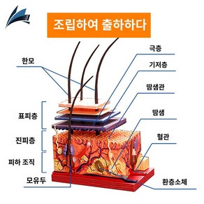 피부단면모형 인체 피부구조모형, 순풍-조립해서 보내줘