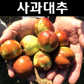 사과대추 나무 묘목 접목1년 뿌리 특묘 1개/유실수 과실수, [ 태추단감나무 묘목 접목1년생 ], 1개