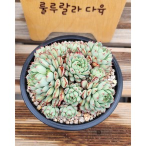 [룰루랄라다육][랜덤]다육식물 미니쉘 자연군생, 1개