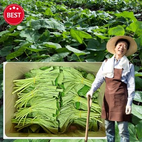 강원도 곰취나물 곰취 생곰취 곰치 나물 봄나물 봄철 제철 나물 산나물 노지 공취쌈, 생곰취 500g