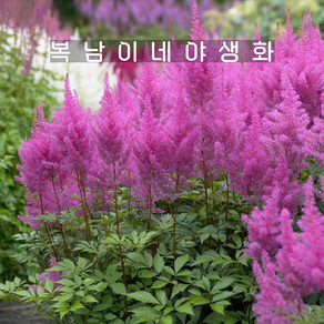 아스틸베 글로리아 푸르푸레아 [1포트 복남이네야생화 모종 반그늘 노루오줌 astilbe], 1개