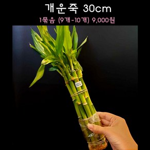 [수초아쿠아] 개운죽 30cm (9개~10개) 초보수초 인기수초 구피 새우 은신처 어항수초 수초맛집 득템수초