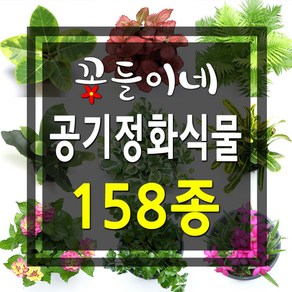 꽃들이네 실내공기정화식물 수경재배 아레카야자 금전수 틸란드시아 유칼립투스 몬스테라 떡갈고무나무 여인초 극락조 율마 화초 스킨답서스 올리브나무 뱅갈고무나무 남천나무 해피트리 거실화분 파키라 커피나무 수경재배식물 수경식물 공기정화식물 미세먼지정화식물 로즈마리 허브, 1개, 4-24 풍란/대엽