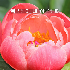 코랄선셋 [1포트 복남이네야생화 산호색 작약 목단 피오니 peony], 1개