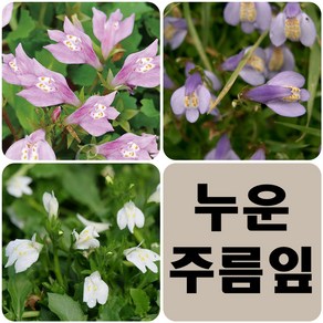 //초화류//누운주름잎(색상랜덤)