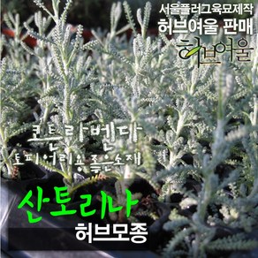 [허브여울모종] 산토리나 (코튼라벤다 노지월동 베란다에서 허브키우기) 허브모종 서울육묘생산 정품모종, 10개