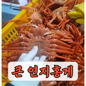 [산지직송]큰 박달홍게 중 대 사이즈 홍게 붉은대게 게 구룡포 영덕 후포 제철, 1개, 중짜 사이즈 정품 연지홍게5kg 10미 내외