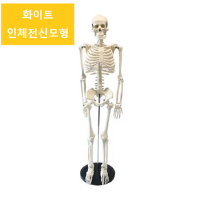 인체골격모형 해부학 교육 실습 뼈 근육 85cm, 화이트 인체전신모형, 1세트