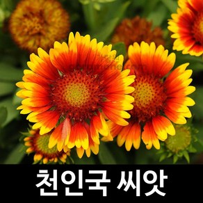 천인국 씨앗 천인국씨앗 꽃씨앗 꽃씨 종자 200알, 1개