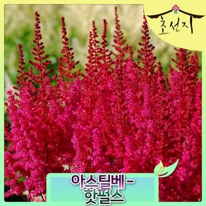 [초선지] 노루오줌 아스틸베 7치화분 신품종 네덜란드 직수입, 핫펄스(레드)