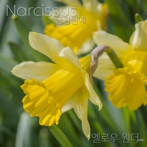 수선화(Narcissus) 추식 구근 엘로우 원더(1set-1구) 금강원예