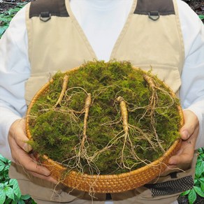 도담산삼 6년근 7뿌리 산양삼 산양산삼 장뇌삼 설 추석 선물, 6년근 7뿌리 명품, 1개