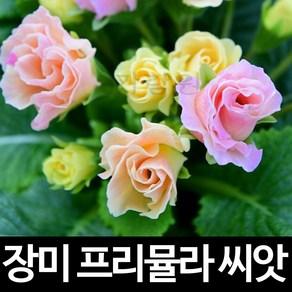 장미 앵초 씨앗 프리뮬라 종자 꽃씨 프리뮬라씨 10알