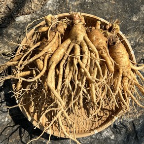 행복한인삼 금산 인삼 6년근 5년근 세척 난발삼 파삼 수삼 난발삼 삼계탕, 500g(잔난발삼 10뿌리 내외, 세척안함), 1개