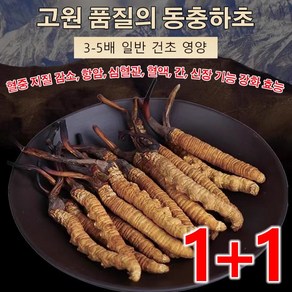 1/1+1 고급 동충하초 혈종 지질 감소 동충하초 차 간 신장 기능 강화 효능, (동충하초-0.5g)x2, 2개