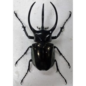 (Chalcosoma chion belangei) 키론장수풍뎅이(코카서스장수풍뎅이) [D-108] 곤충표본, 105~109mm, 1개