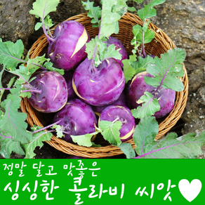 [농대나온남자] 콜라비 씨앗 200립 + 나비끈끈이트랩, 1개