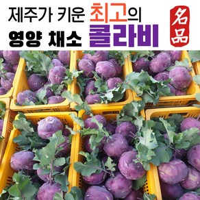 제주 제주도 고당도 야채 콜라비 적콜라비 적양배추 3kg 5kg 10kg 농장 직송 콜라비5키로 콜라비10키로 콜라비5개 특품 특상품, 1박스, 혼합과