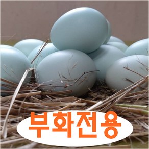 강원고성 자연방사 청란 (부화전용) 병아리부화 부화계란 유정란 산란용 청계란 (난각1번)