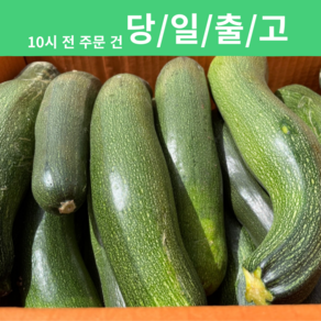 쥬키니호박 쥬키니 호박 가정용 업소용 [신흥유통][무료배송][산지직송], 1개, 쥬키니 호박 10kg 내외 (업소용/보통)