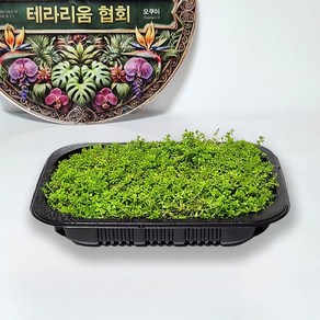 테라리움식물 펄그라스(19x15cm) 비바리움 DIY 만들기 재료