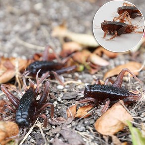 귀뚜라미 모형 브라운 4.5cm 4개 세트 곤충 모형 장식 가짜 벌레 연출 인조 해충 교구 교육