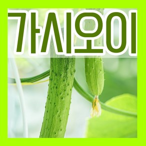 가시오이씨 50립 맛있는 고온기 재배 삼척오이씨앗, 14.가시오이씨 50립, 1개