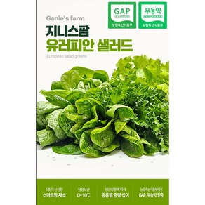 지니스팜 무농약 GAP인증 유럽형 샐러드 쌈채소 1kg 인도어팜 수경재배, 1개