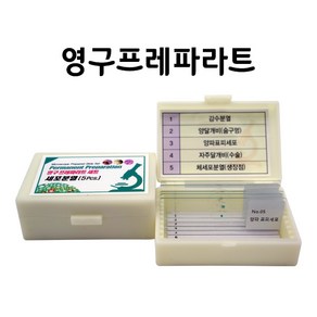 영구프레파라트-세포분열(5pcs), 5개