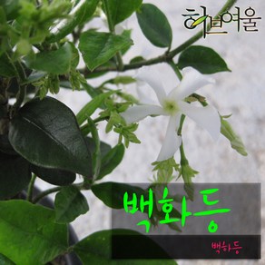 [허브여울] 백화등(백하등) 지름 9cm 소품화분, 1개