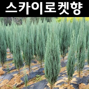 스카이로켓향나무 묘목 2L포트 1개/정원수 조경수, 1개