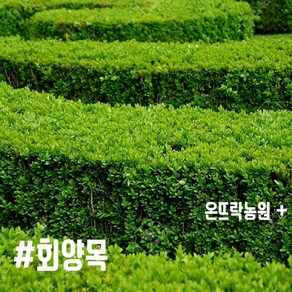 회양목 40cm 이상 따듯한 감성의 나무 [온뜨락농원 plus]- 최상품, 1개, 그린