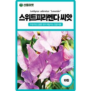 스위트피 씨앗 10립 꽃씨몰 스위티피 향완두 화완두 sweet pea, 1개