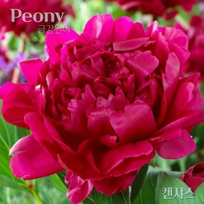 작약(Peony) 숙근 입고 특대품 캔샤스(5~6촉) 금강원예, 1개