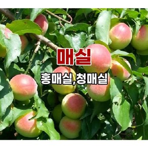 <장원농원> 매실나무 묘목 홍매실 청매실 접목1년생, 1개, (상묘)