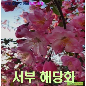 조경씨앗 서부해당화 씨앗 25립, 1개