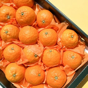 제주카라향 고당도 제주 카라향 귤 맛있는 제철 과일 가정용 선물용, 1박스, 2kg(가정용)