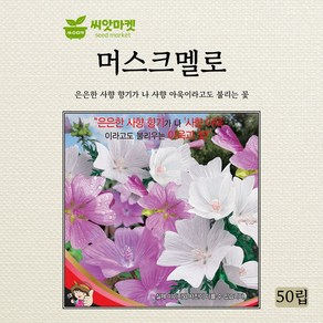 세계종묘 머스크멜로 다년생 씨앗 50립, 1개