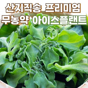 유기농 아이스플랜트 샐러드 쌈채소, 1개, 1kg