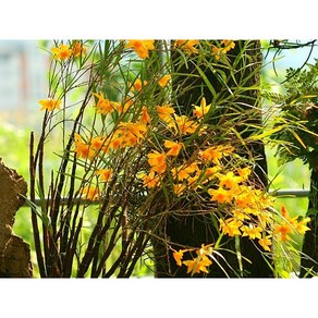 [꽃밭에서 난원] 석곡(죽도석곡(대나무석곡) 1개), 1개, 죽도석곡(대나무석곡)