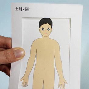 초등학교 인체구조 소화기관 수업용 과학키트 5인용 융합사고 교과준비 두뇌발달 세특