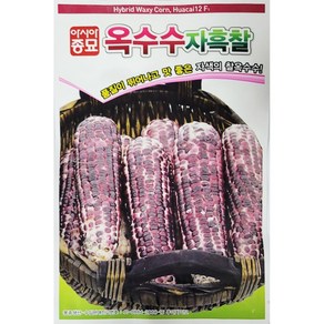 [모종심는아빠] 맛 좋은 자색의 찰옥수수 자흑찰옥수수 종자30g, 1개