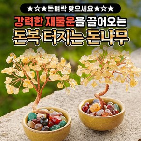 [돈벼락 맞으세요] 강력한 재물운을 끌어오는 돈복 터지는 돈나무, 1개