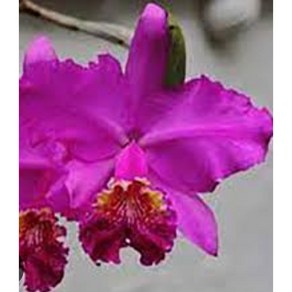 [신라난농원]카틀레야원종.Cattleya lueddemanniana var. rubra.루데마니아나 루브라.예쁜진한핑크색.예쁜꽃모양.아주좋은향.필독뒷사진참고.