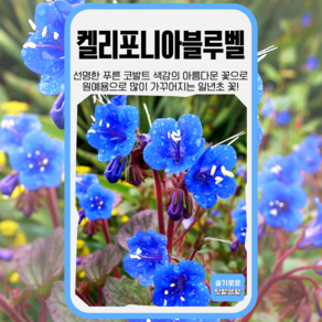 [모야모 꽃씨] 캘리포니아블루벨 50립 씨앗, 1개