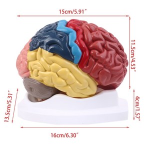 신체해부도 인체해부학 뇌모형 뇌 기능 영역 모델 해부학 교육용 모델 실물크기, A