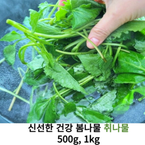 국내산 신선한 취나물 500g 1kg 국산 햇취나물 생취나물 노지 생취나물 제출나물 나물무침 생 부지깽이 봄나물, 1개