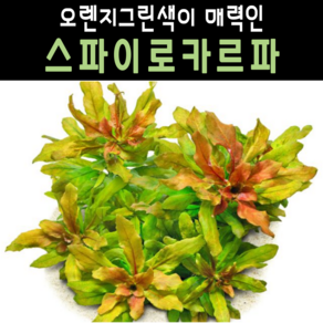 [물풀정원] 초보 전경수초 스파이로카르파(1줄기) 달팽이없는 깨끗한 수초키우기 구피 베타 물고기 새우 은신처, 1개